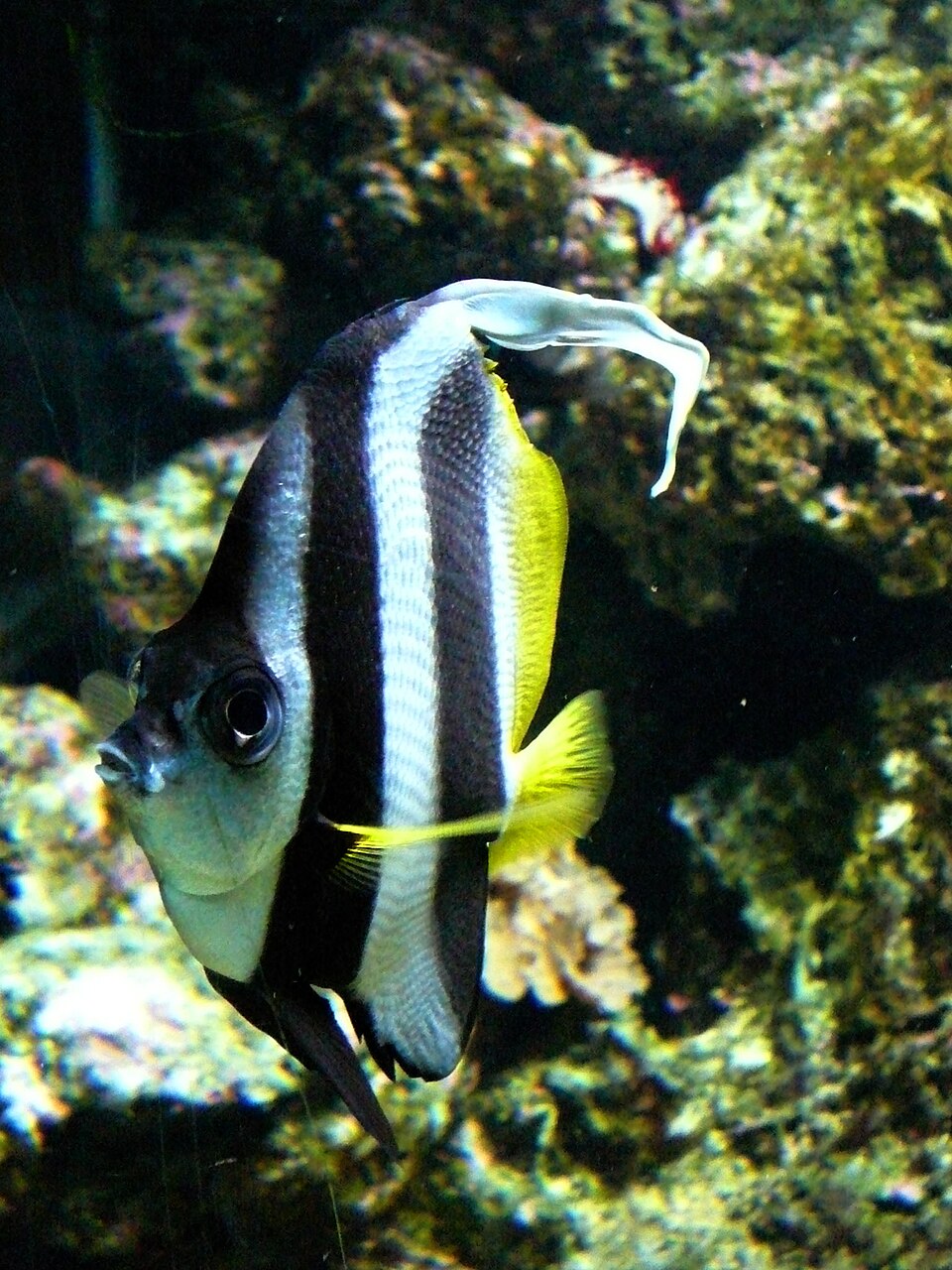 OdySea Aquarium
