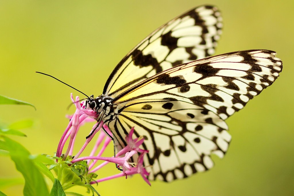 Butterfly Wonderland